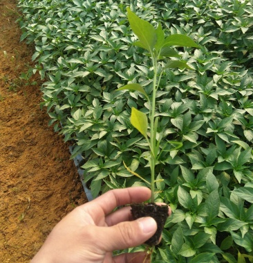 有大量小米辣苗卖,量多从优