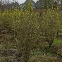 木槿木芙蓉木槿西月锦绣