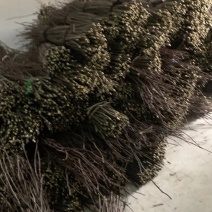 种苗正宗伏椒大红袍花椒树苗，无刺接穗