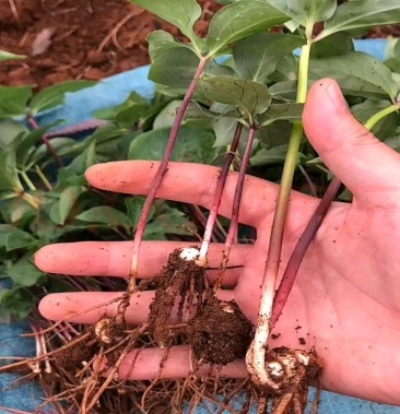 正宗滇重楼苗华重楼苗七叶一枝花 重楼苗带苗批发