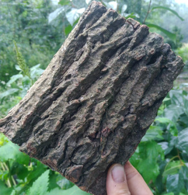 [杜仲皮批发]大量出售杜仲板皮卷皮一手货源 欢迎咨询 一次合作 终身