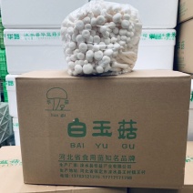 白玉菇，4斤装A白玉