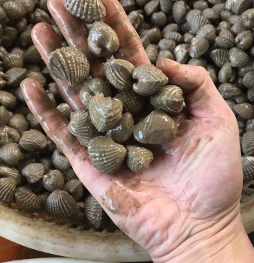 血蛤血钳连云港本地血蛤蜊全国鲜活发货一斤50粒左右