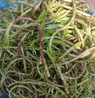 蒿子红茎野蒿真野蒿手工筛选采摘