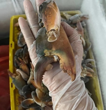 螃蟹脚越南螃蟹腿钳