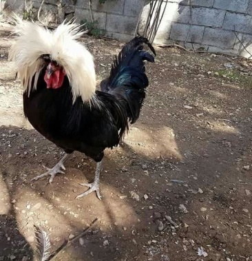 家庭观赏鸡宫廷元宝翻毛塞拉玛