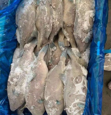 蓝尾马面鱼 每件13kg 福州发货 可供电商 微商 团购