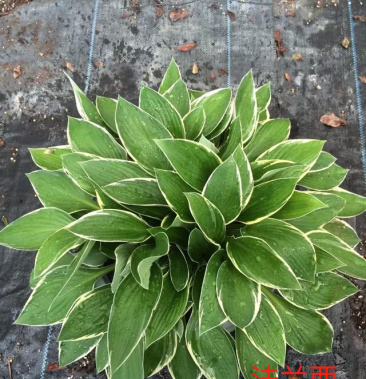 法兰西玉簪进口玉簪量大