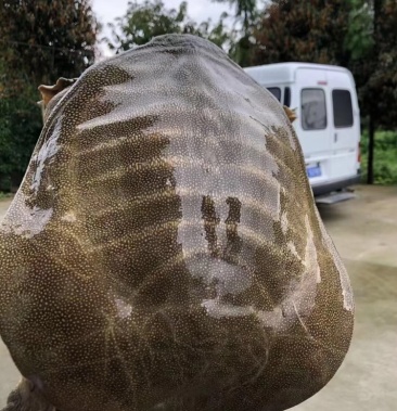 江西省南丰县八年以上老甲鱼