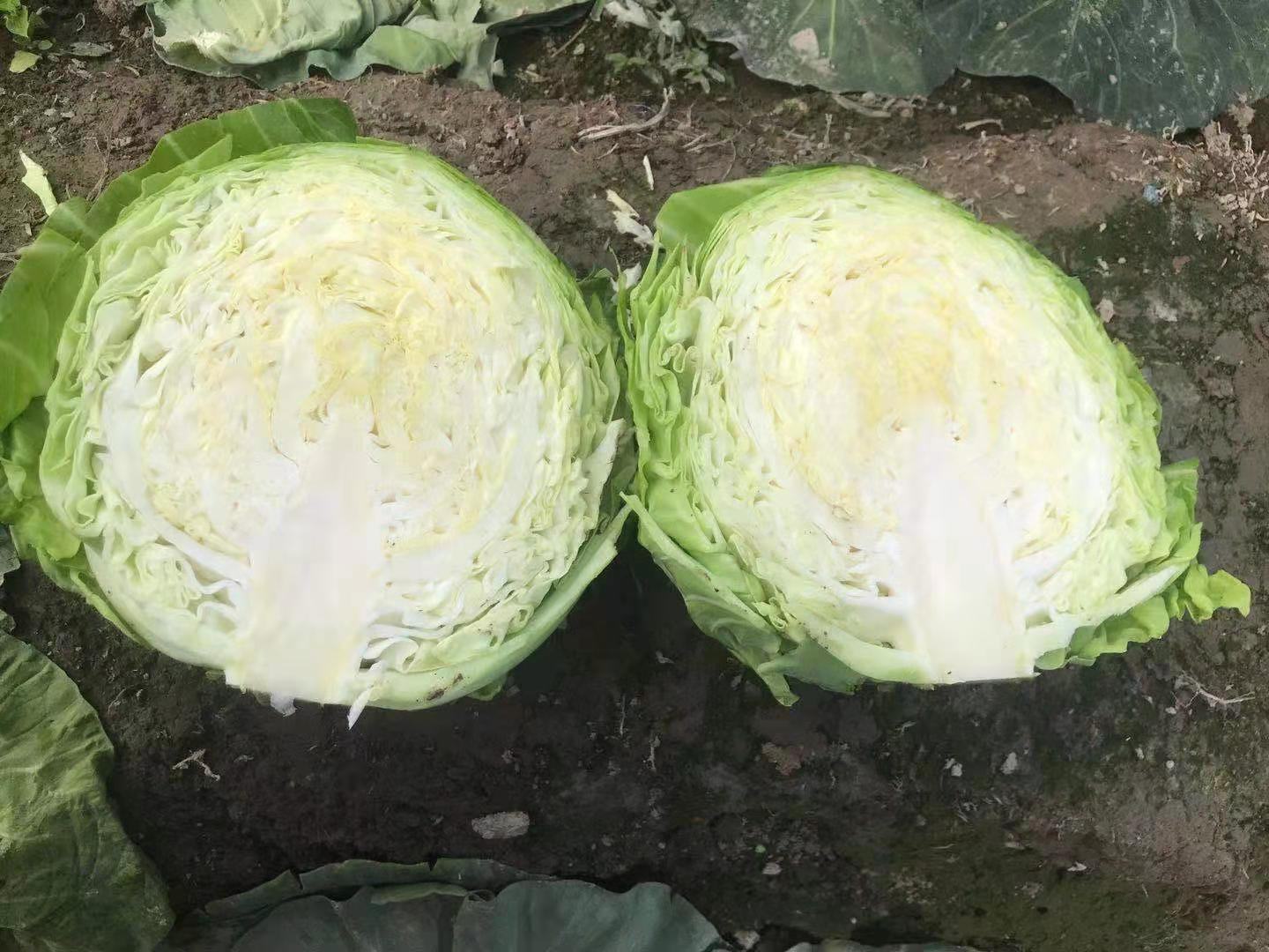 展示牛心甘蓝的内部结构与色泽特征 牛心甘蓝切开展示其紧实叶球与紫红色叶片