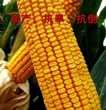 国审穗位低85公分,东单913矮杆,红芯胶质玉米硬质