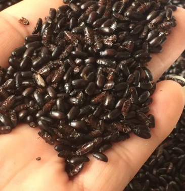 九龙虫活体成虫 药用长寿虫洋虫 正宗精选量大从优