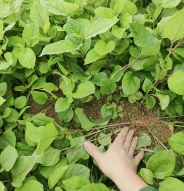 中药材虎杖苗 虎杖一年苗基地批发虎杖种苗价格优惠量大从优