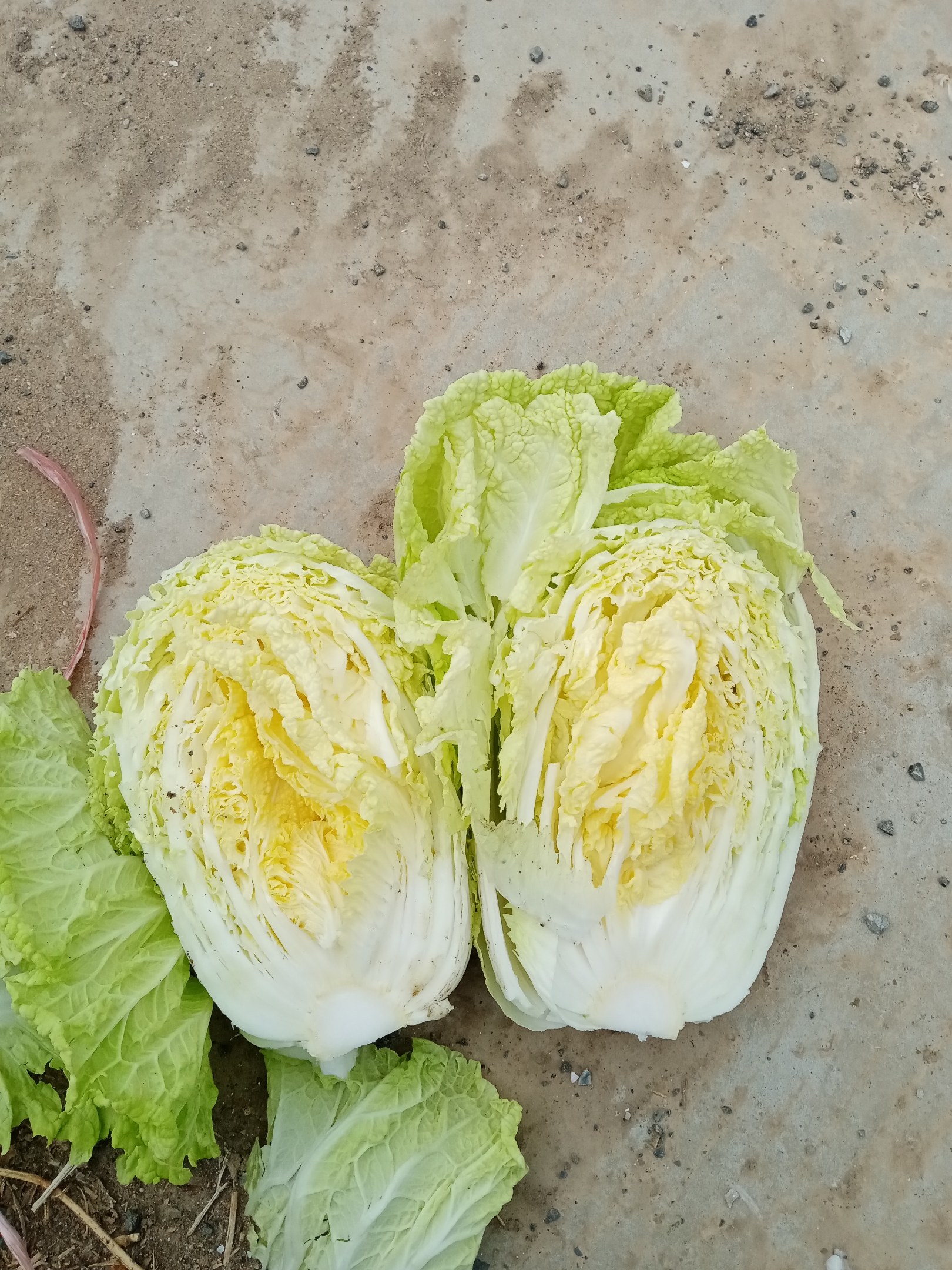 兰陵县优质精品黄心大白菜大量上市中,无虫吃,无烧心质量好