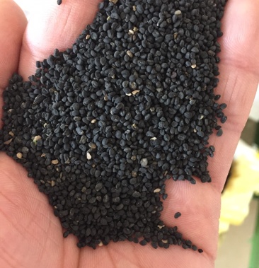 2021年甘肃纯新黄芩种籽