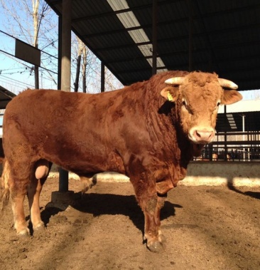 利木赞牛公牛母牛提供技术大量出售生长速度快