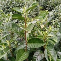 特色原产地现发黄山毛峰一手货源批发品质保证价格美丽！