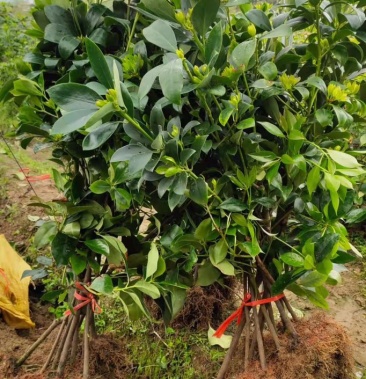 广西梧州古龙大红八角嫁接苗两年三春地苗