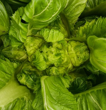 精品儿菜3月12日地里拍摄