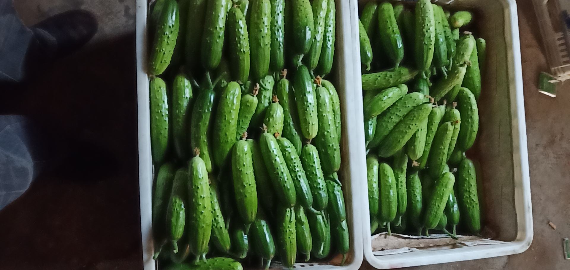 乡村早市的一个简易摊位,木桌上整齐摆放着数十根新鲜本地旱黄瓜,部分还带着黄色小花,旁边立着手写招牌‘自家种旱黄瓜 5元一斤’,背景是赶集的人群和自行车,体现浓厚的地方生活气息 本地集市上的旱黄瓜摊位