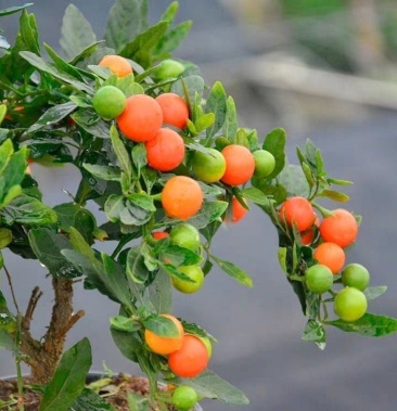 耐热耐寒多年生冬珊瑚吉庆果红珊瑚豆看樱桃四季果