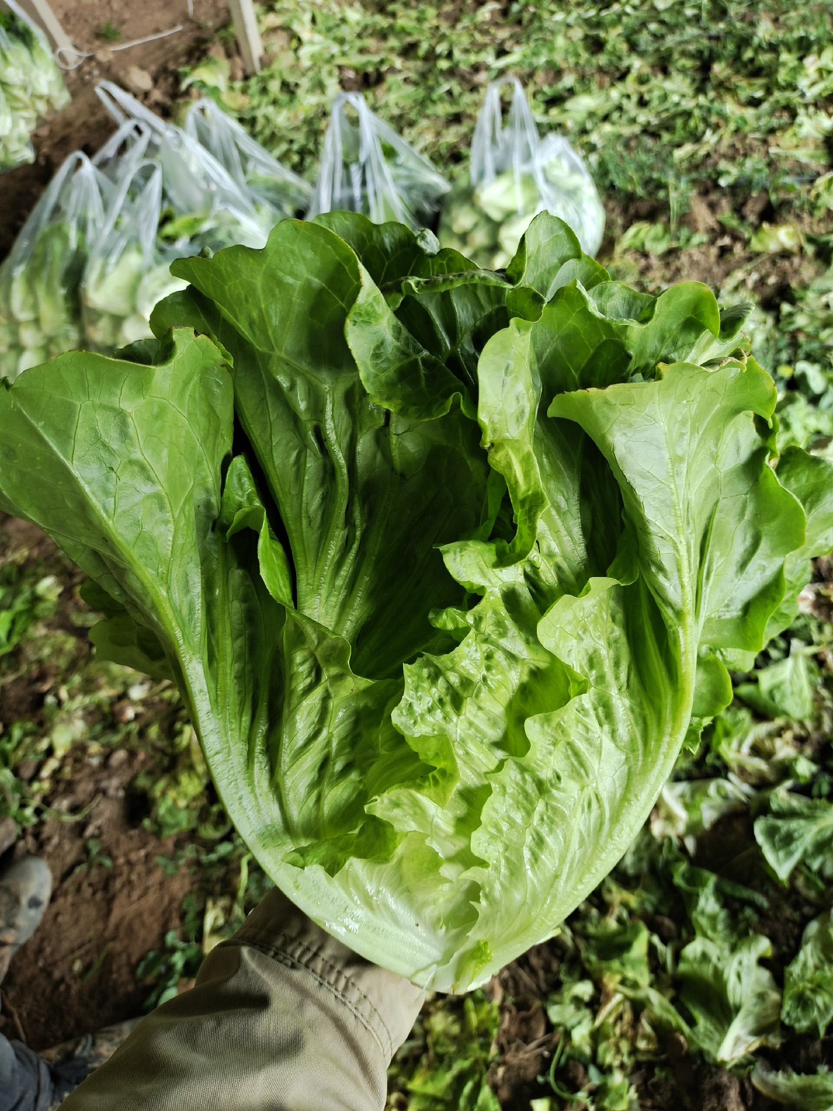 [散叶生菜批发]精品意大利生菜,价格优惠价格0.90元/斤 - 一亩田