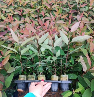 长期出售26号,28号,29号,9号桉树苗