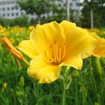 金娃娃萱草大花萱草地被花卉量大可以优惠自己苗圃苗