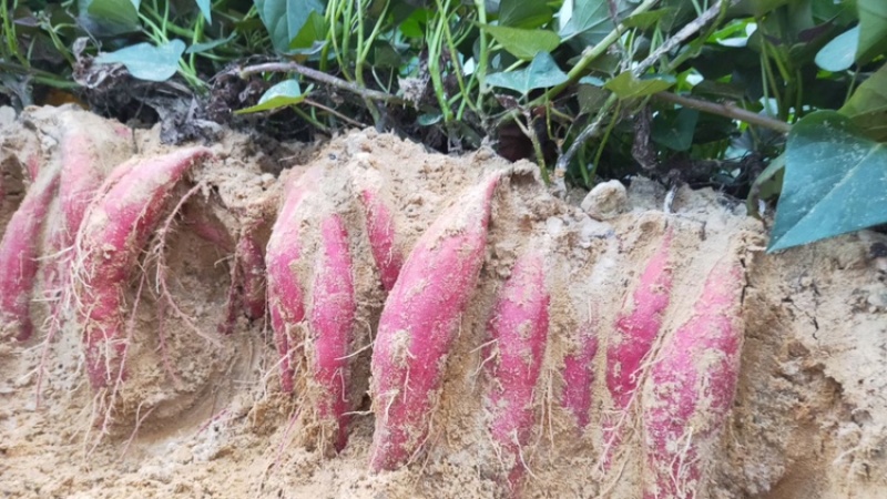 西瓜红普薯32新鲜西瓜红六鳌蜜薯