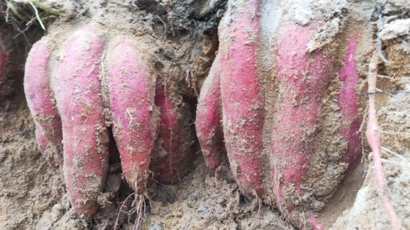 西瓜红普薯32新鲜西瓜红六鳌蜜薯