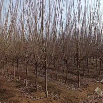 大红袍李子树，品种李子树