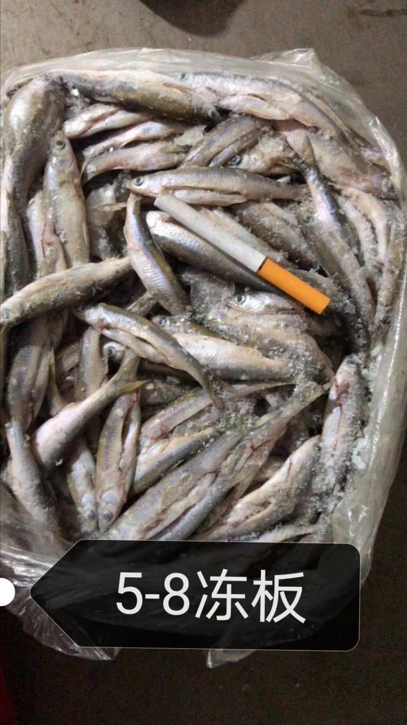 四川重庆白条鱼又名(川子,餐条)水库大河生态鱼,油炸小白