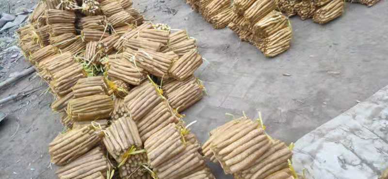 脚板山药机械化打穴与人工点播协同作业实景:展示垄形、覆膜质量、打孔深度及种薯摆放姿态 脚板山药标准化垄作播种现场:黑色地膜全覆盖,工人正用打孔器在垄面定位打穴,穴深8 cm,旁置已催芽种薯(芽长0.8 cm)