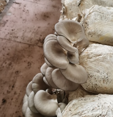 盘州坪地雨格食用菌鲜平菇厂家生产基地,质量好