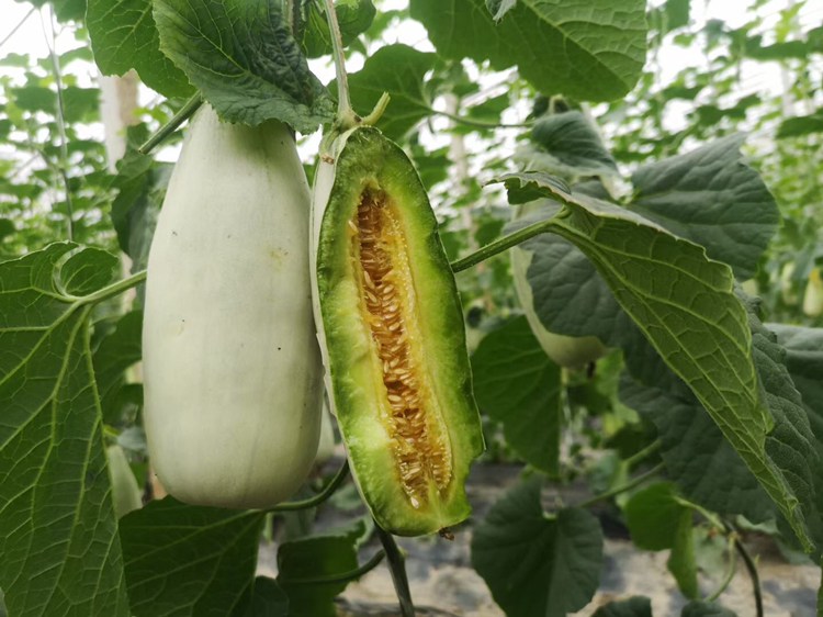 切开的东北绿宝甜瓜特写