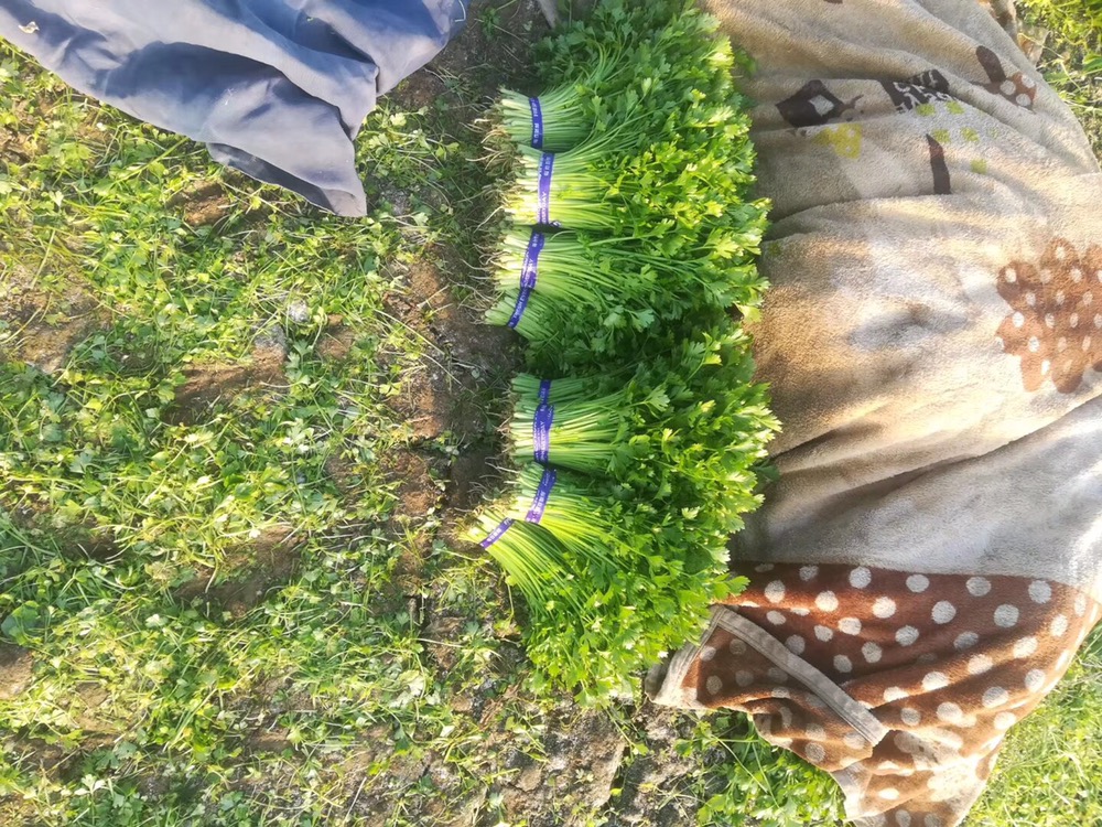 山芹采摘现场警示图