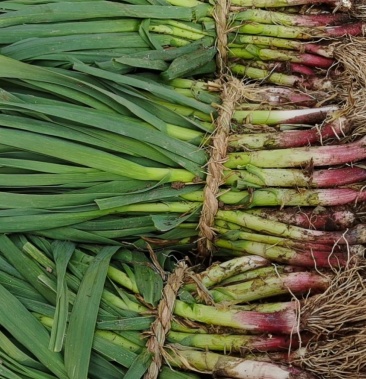 优质红根掐头直根蒜苗大量上市