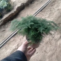 广州花山东货批发基地