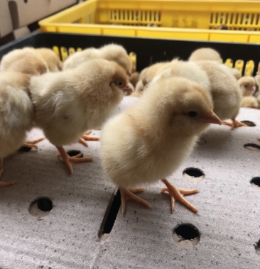 纯种胡须鸡苗 包打疫苗 全国发货