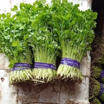 山芹苗基地量大从优山芹菜四季小香芹