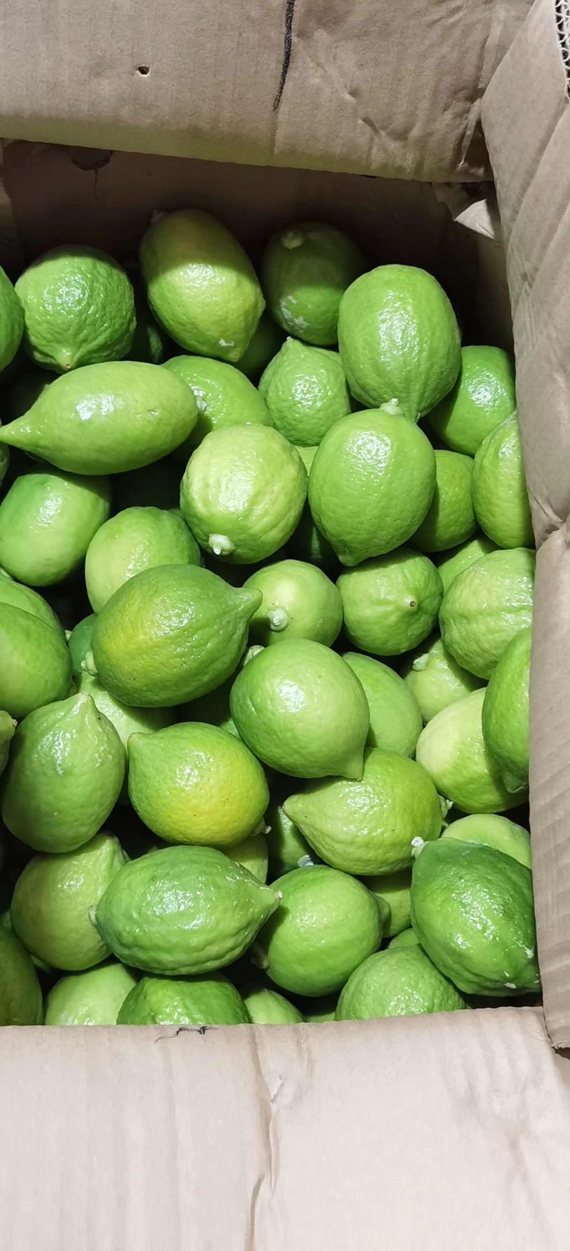 [香水柠檬批发]广东香水柠檬产地直发价格15.00元/斤 - 一亩田