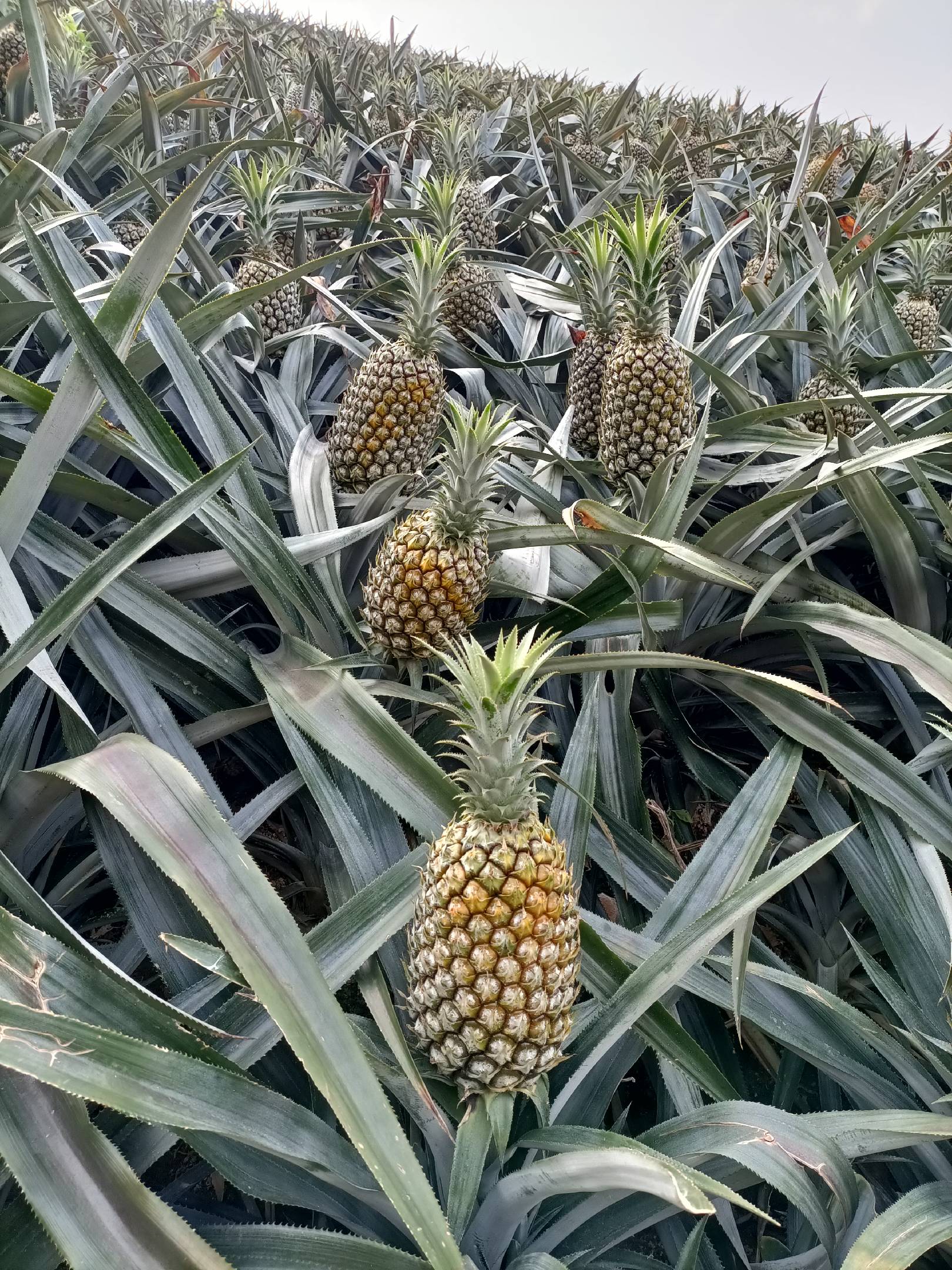[菠萝批发]云南河口香水菠萝,口感纯正价格1.40元/斤 - 一亩田