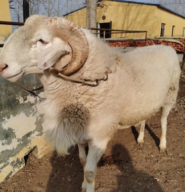 鲁西南纯种小尾寒羊纯种种公羊基础母羊头胎怀孕母羊