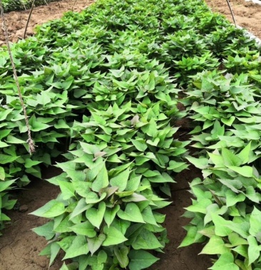西瓜红六鳌蜜薯蜜薯苗红薯苗专业红薯苗培育管理中心