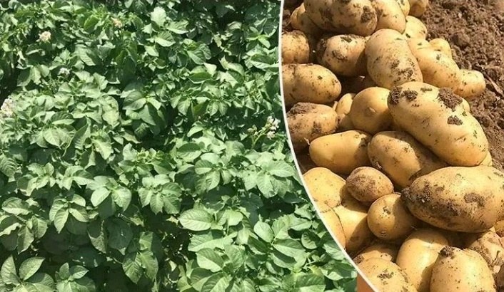 荷兰十五土豆植株生长图