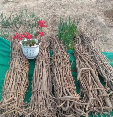 野生新鲜甘草特别特别好