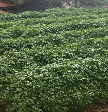 三叉苦苗中药才三桠苦苗