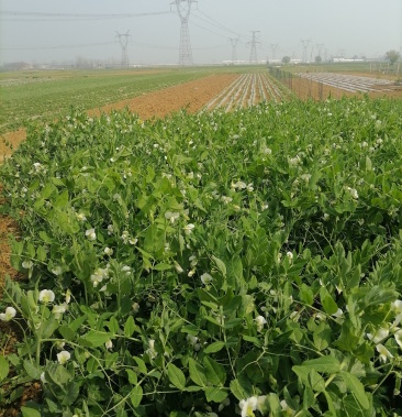 本地青豌豆荚月底上市,襄阳市襄州区燕燕农产品产地批发小王