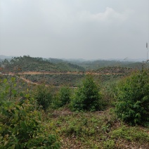 化州15000亩山地出租，可种桉树，果树等各种经济作物