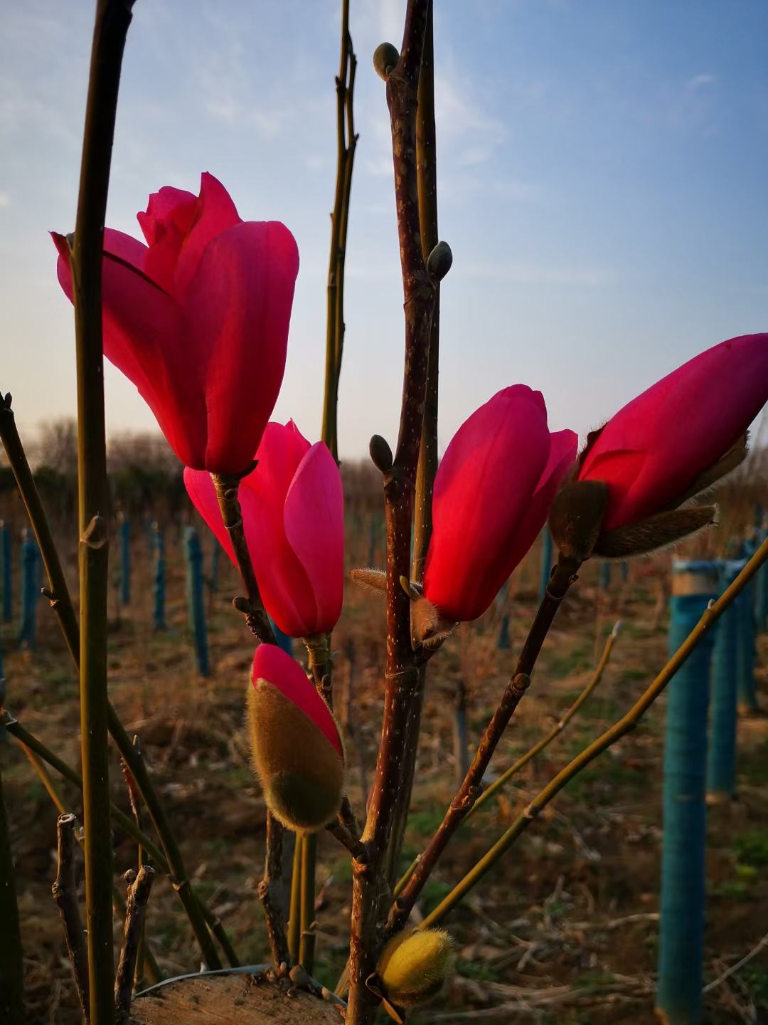 玉兰苗红玉兰苗三季鸿运玉兰玉兰树娇红一号真品